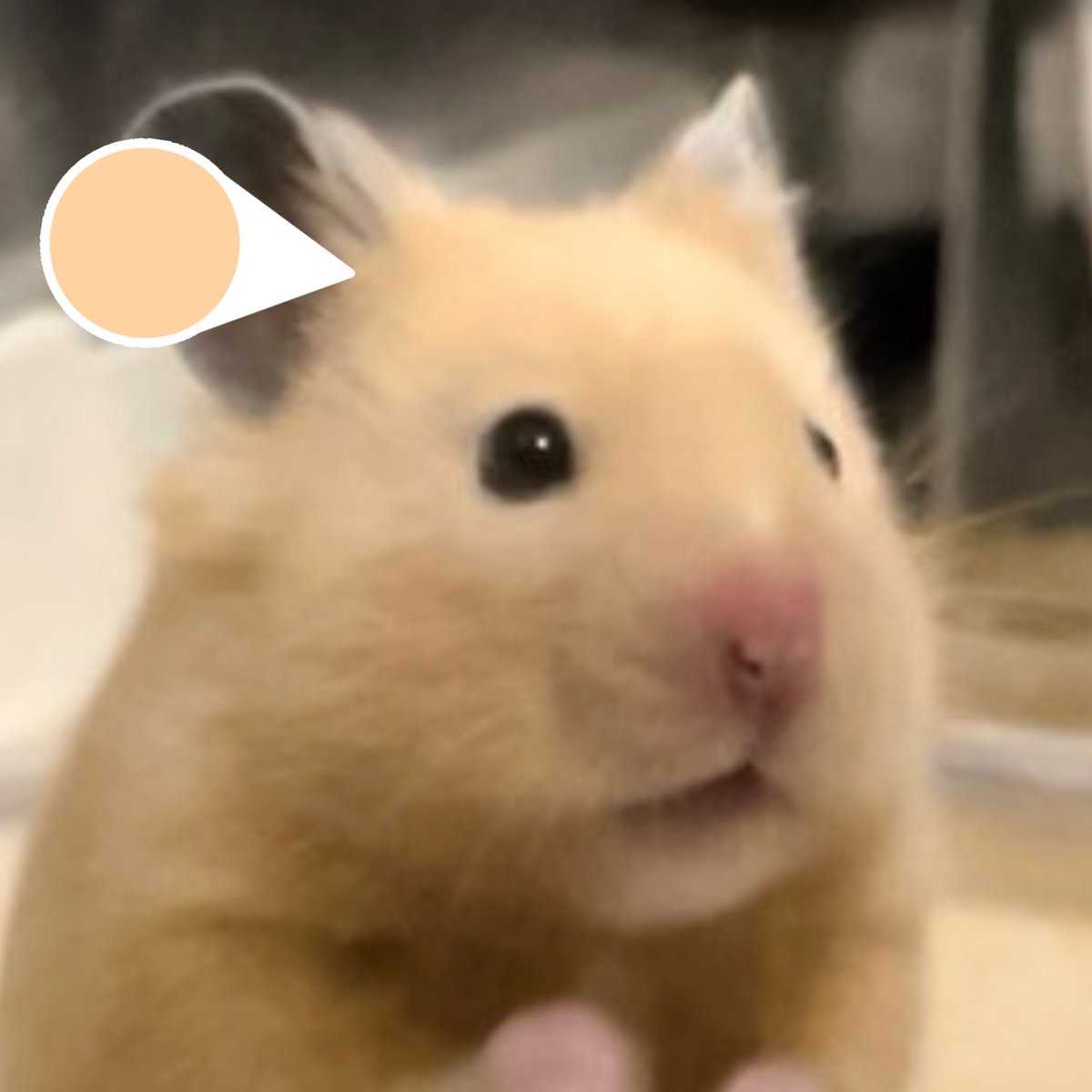 wshseung's tweet photo. 🐹 https://t.co/YRwtaRKigN