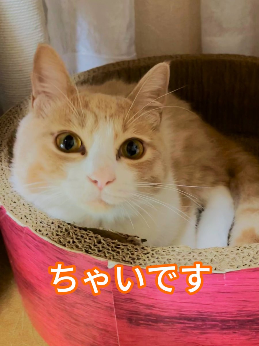 wanekocafe's tweet photo. 【里親様募集中】

ちゃい君　薄茶白　まもなく1歳

去勢手術済　マイクロチップ装着済
３種混合ワクチン接種済　FeLV.FIV共に陰性　​駆虫済

100頭規模の多頭飼育崩壊現場から救出されて和猫かふぇにやって来た奇跡の猫さん。
ビジュアル抜群で、とってもキュートな男の子です。

愛称　ちゃいちゃい https://t.co/8Sec40ufle