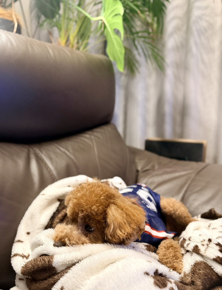 SPGAmexJpn's tweet photo. のんびり🐾 https://t.co/MyMrLd2f9j
