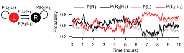 BahlLab's tweet photo. We find that swim direction bias fluctuates spontaneously, even in spatially uniform environments. The probabilities of consecutive swims can be captured by a Markov model with dynamic transition probabilities. Together, these findings reveal unexpectedly rich internal dynamics. https://t.co/OoRF8bhlqE