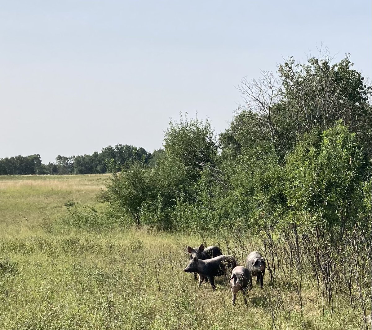 SundanceFarms's tweet photo. Porcine roundup of neighbour’s getting them thru the gate. #HotHogs #MondayThoughts https://t.co/6JVt0wB4Ax