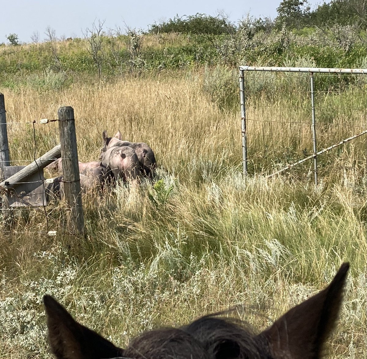 SundanceFarms's tweet photo. Porcine roundup of neighbour’s getting them thru the gate. #HotHogs #MondayThoughts https://t.co/6JVt0wB4Ax