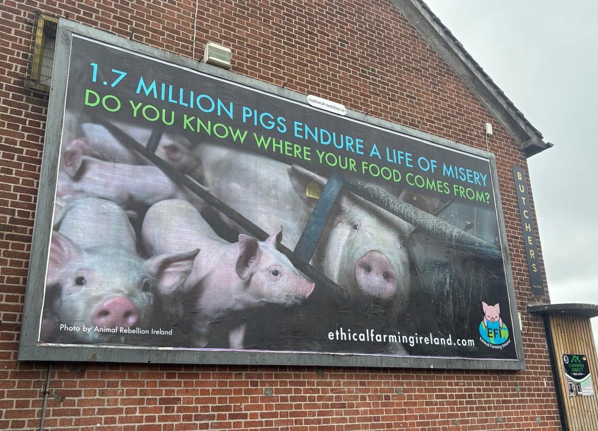 ethicalfarmIE's tweet photo. The #EndTheCageAge citizens initiative that gained 1.4 million signatures is finally being acted on. In it's EU strategy on livestock the Commission has pledged to phase out cages for sows, switching to a pen system. Around 140,000 sows in Ireland spend nearly half their lives in a cage too narrow to turn around in. No animal should be in a cage 🐷