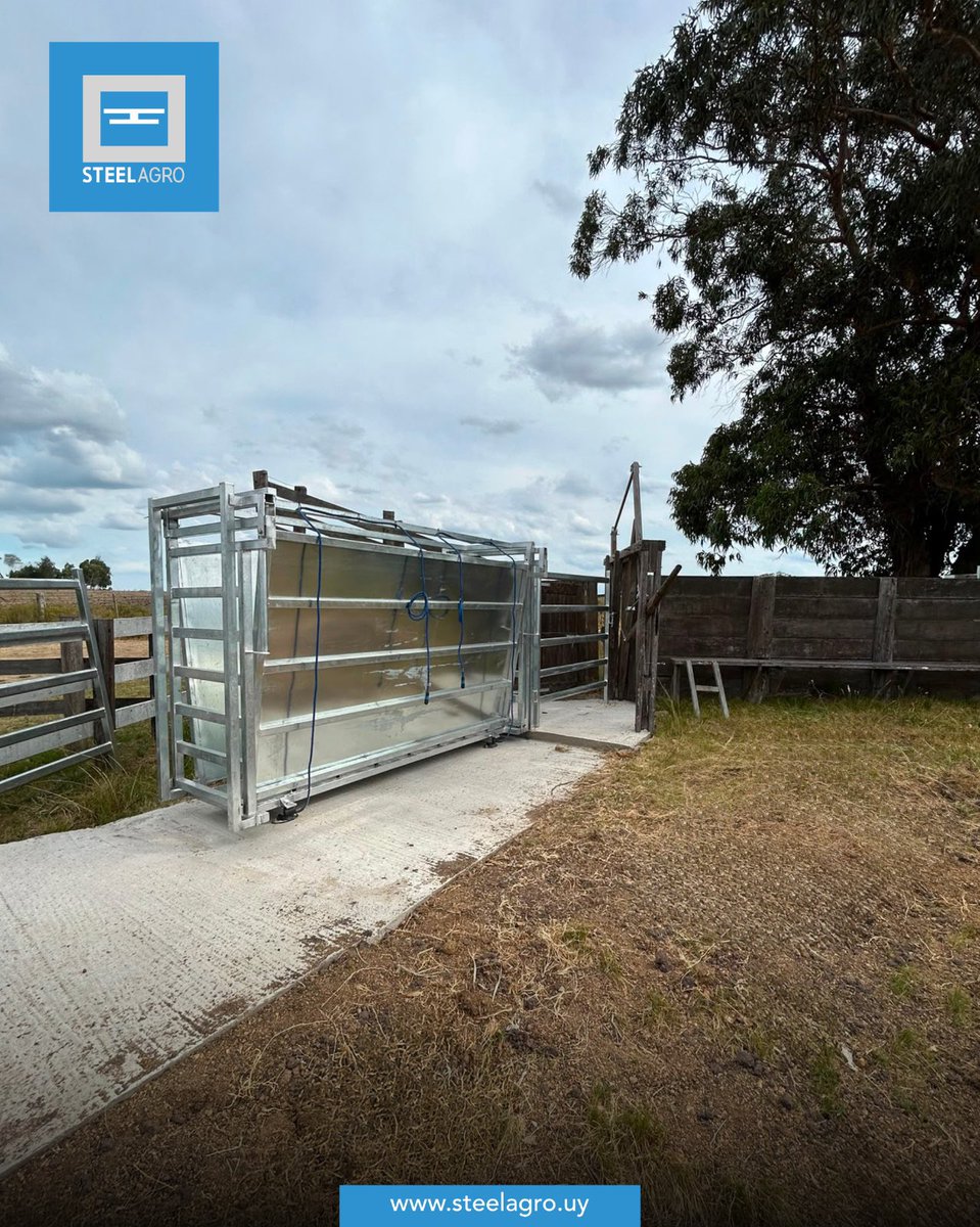 SteelAgro's tweet photo. 🦾 𝐂𝐚𝐣𝐨́𝐧 𝐝𝐞 𝐛𝐚𝐥𝐚𝐧𝐳𝐚 𝐩𝐚𝐫𝐚 𝐛𝐨𝐯𝐢𝐧𝐨𝐬.

Desarrollamos un cajón de pesaje para ganado, perfectamente adaptado a una manga pre existente, integrando tecnología, funcionalidad y robustez sin necesidad de reemplazar toda la infraestructura. https://t.co/4Q2jcw0flt