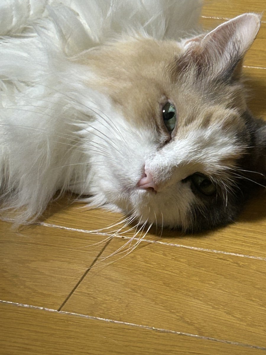 maymyme's tweet photo. 主人が倒れてても気にせず足を広げてリラックスタイムなにゃんこ
ミルク様が元気ならそれで良し https://t.co/gFxIzETlqy