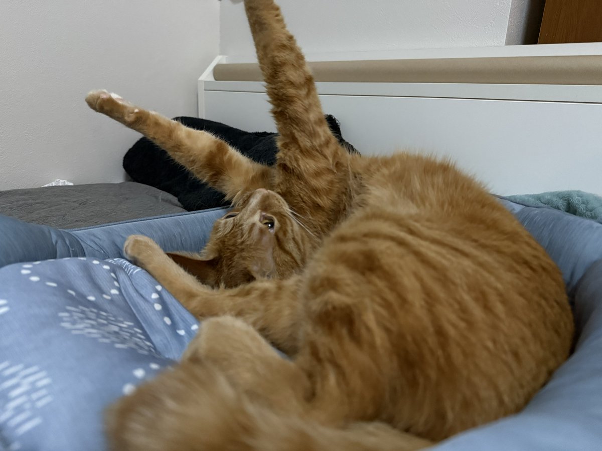Aonity's tweet photo. 眠ってるるちゃんを撮影しようとすると直ぐ察して起きてこれになるの好き https://t.co/dgt7tkXz7b