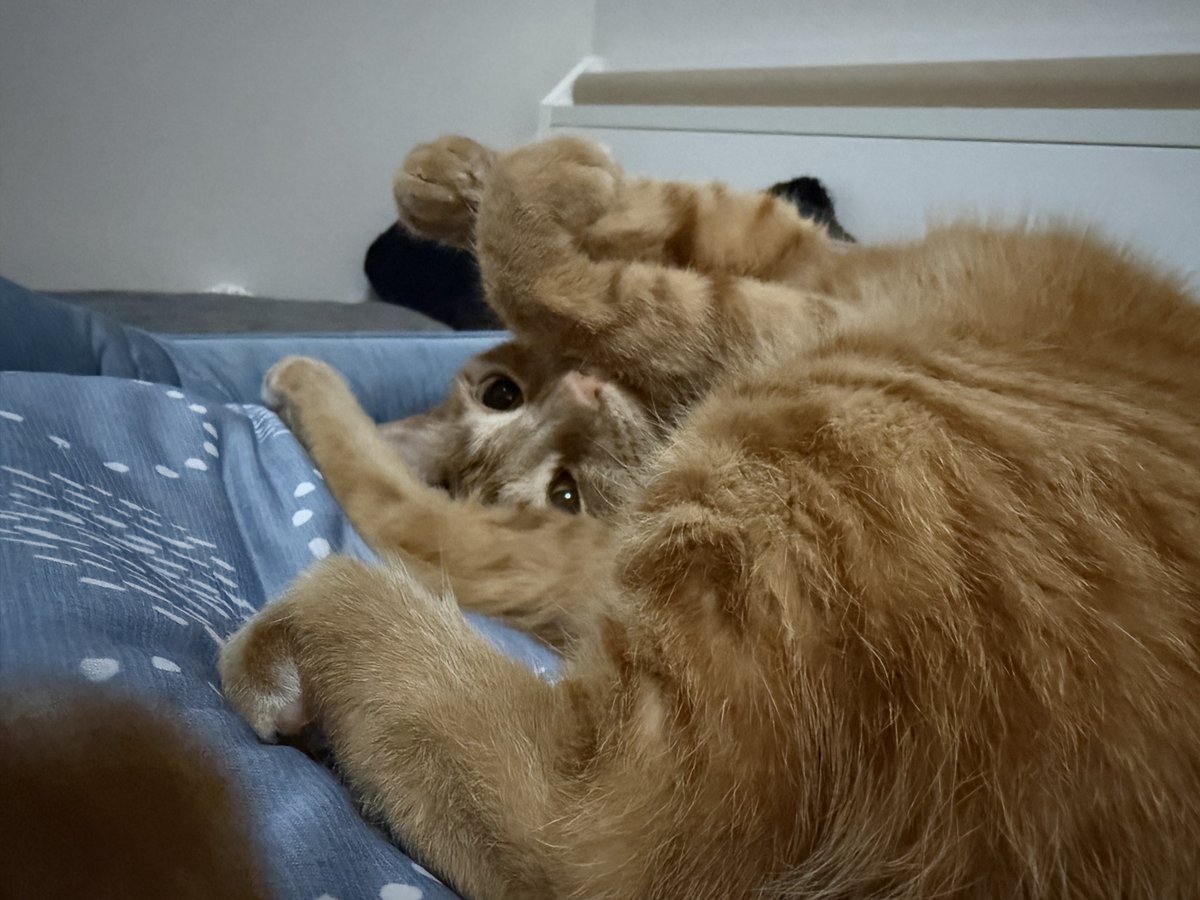 Aonity's tweet photo. 眠ってるるちゃんを撮影しようとすると直ぐ察して起きてこれになるの好き https://t.co/dgt7tkXz7b
