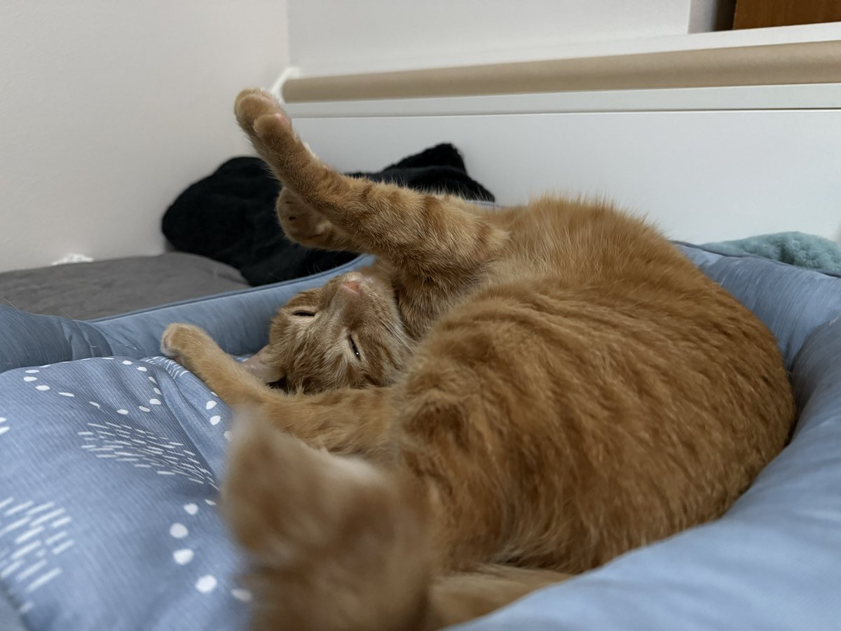 Aonity's tweet photo. 眠ってるるちゃんを撮影しようとすると直ぐ察して起きてこれになるの好き https://t.co/dgt7tkXz7b