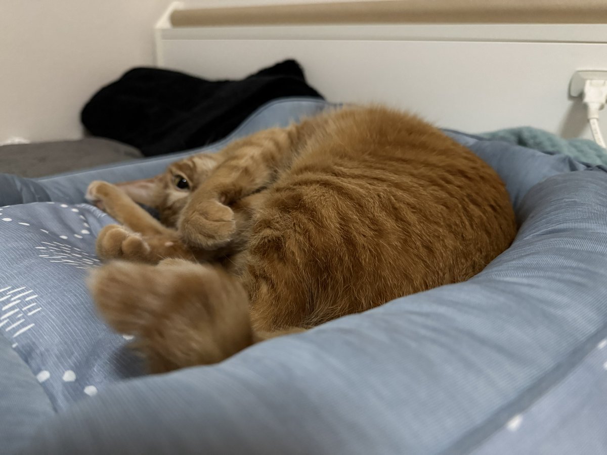Aonity's tweet photo. 眠ってるるちゃんを撮影しようとすると直ぐ察して起きてこれになるの好き https://t.co/dgt7tkXz7b