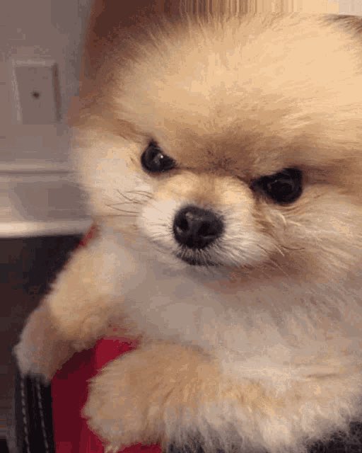 hjszones's tweet photo. angry puppy shu ( ｡ •̀ ᴖ •́ ｡) https://t.co/YlkBQH7ZGn