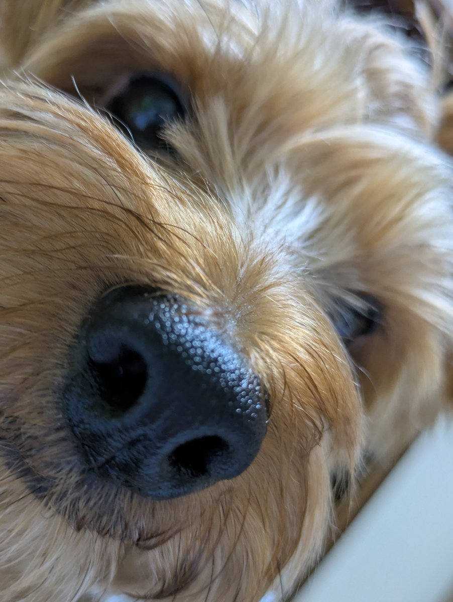 YorkieHaTundel's tweet photo. あら〜
顔のアップもカワイイね───
#犬のいる生活 #ヨークシャーテリア https://t.co/3mGkWdNMVr