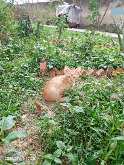 A64029345's tweet photo. Aún siguen en espera de un Hogar, ayúdame a Difundir.
Quedan Dos Machitos.
📷 Contacto 04268181663
Ubicación en Caracas https://t.co/dF6vhqaSxf