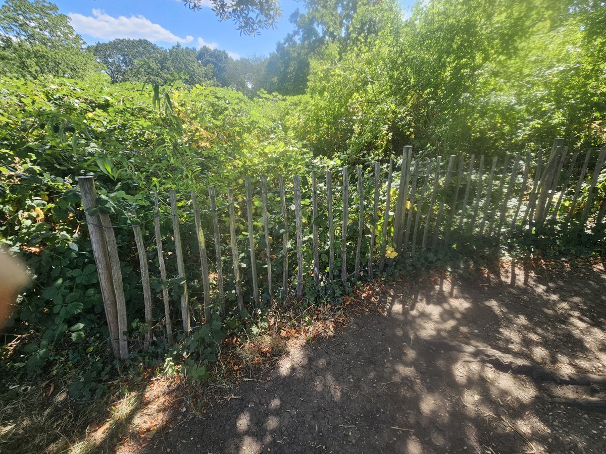 alaricevans's tweet photo. You know this is an absolute disgrace.  #SW13 #barnes #barnescommon #communitybleuscapes A few years ago #fobc dug a reed bed on Barnes Common. But then they fenced it off,  because dogs were upsetting the warblers. But it was their reedbed, their warblers and their problem. https://t.co/JREDcO4cid