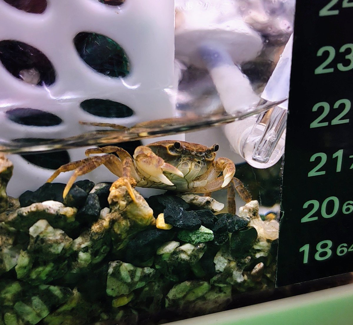 Yukimura85's tweet photo. 脱皮1日前のカニと、脱皮したカニ。
仕事から帰ってきたら脱いでた。
#サワガニ https://t.co/DdwW0YkyWZ