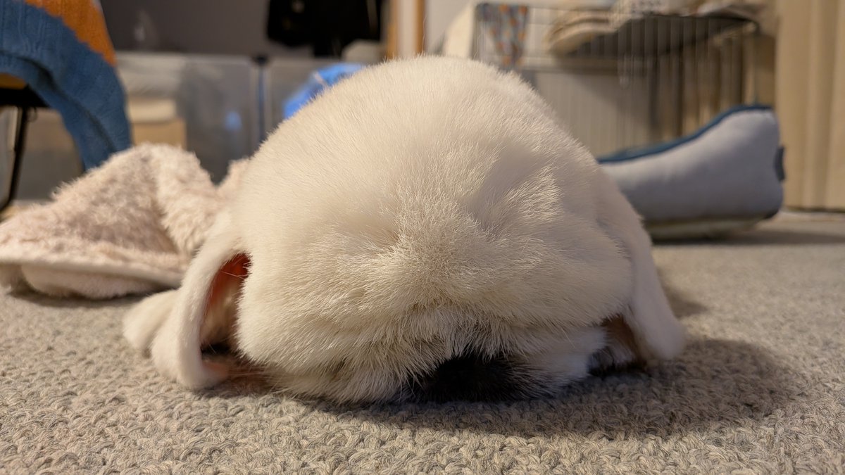 e_yamare's tweet photo. 何に見えますか？ https://t.co/yAMwpowOAi