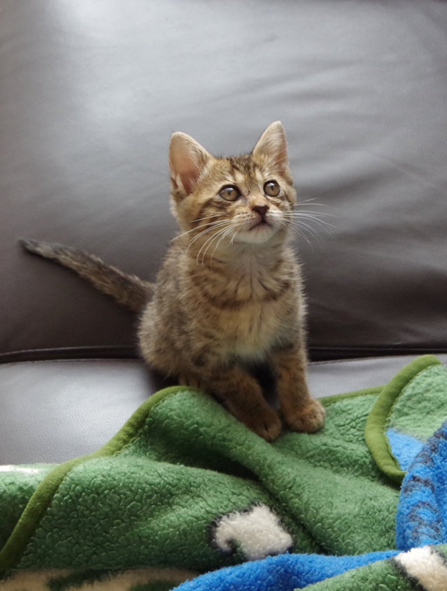 mk12345mcc's tweet photo. もう天国にいるうちの子の子猫時代、可愛すぎるなーー世界一可愛いよお https://t.co/5HMOIlWOUo