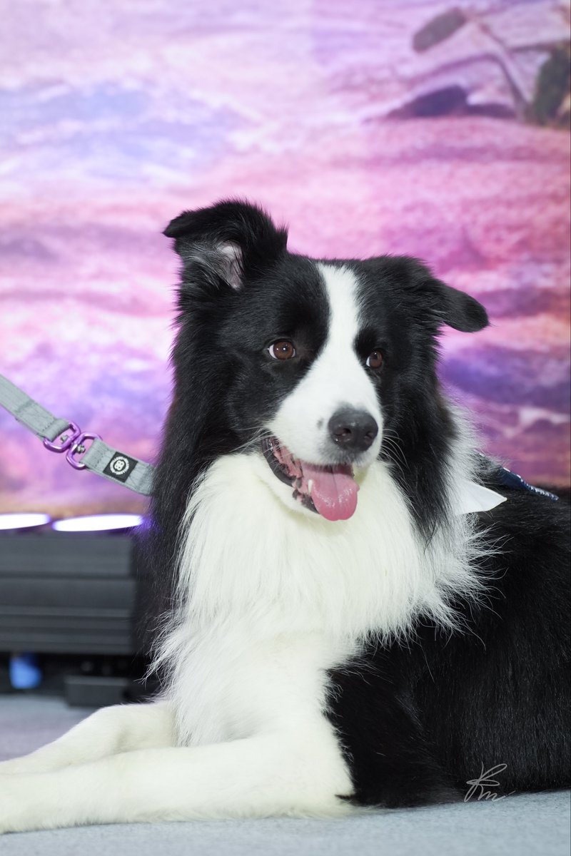 prchypp's tweet photo. พิเม่อตุวจิงหูต้องบิน มันเปนซิกเนเจ้ออออ 🐶💫

#VIFxYWZSPetexpo 
#warwanarat @warwanarat 
#sammerbcollie https://t.co/pfb90avyRh