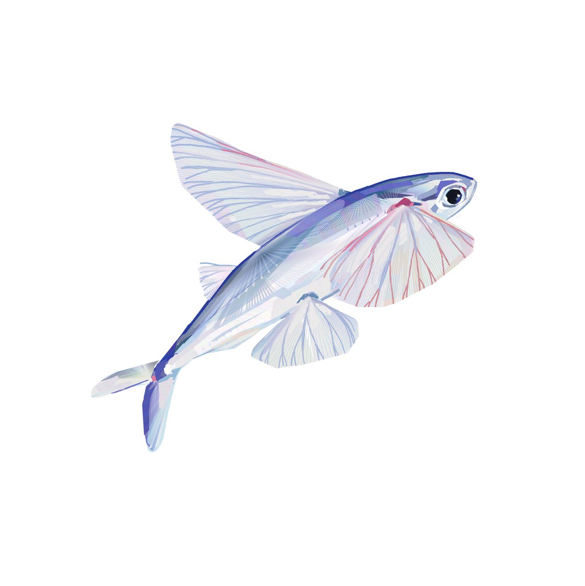 junbuug's tweet photo. flying fish commish https://t.co/DD5VzzddlU