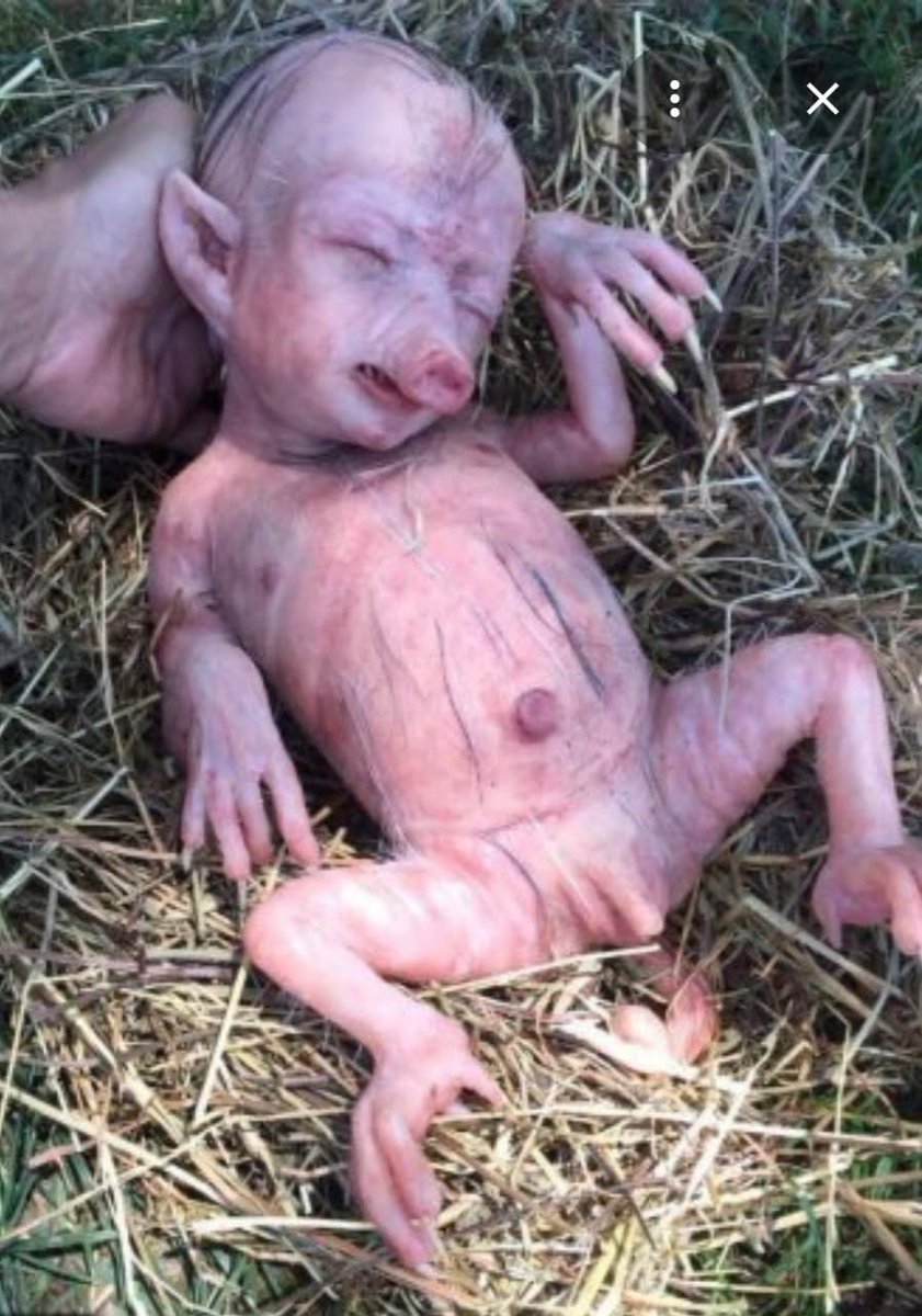 Nikkiwheeler28's tweet photo. Dr Fauci used humanoid mice for his experiments.  This is disgusting and there should be animal rights laws. He is a sick human being and anyone that worked with him doing this was as well. It might be better that they weren’t testing on humans, but they probably did that too. ￼ https://t.co/Uh5zzC1AiY