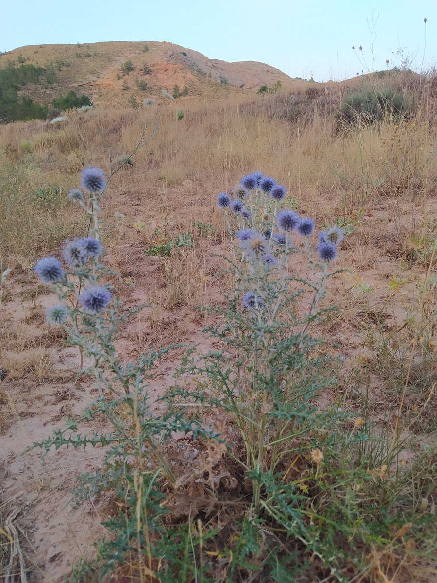 CMontalbinas's tweet photo. CRÓNICAS MONTALBINAS: LOS "CARDOS MONTALBINOS",  DIVERSIDAD NATURAL  EN ... https://t.co/GODL5T3AKM https://t.co/ApBB8aIOiu