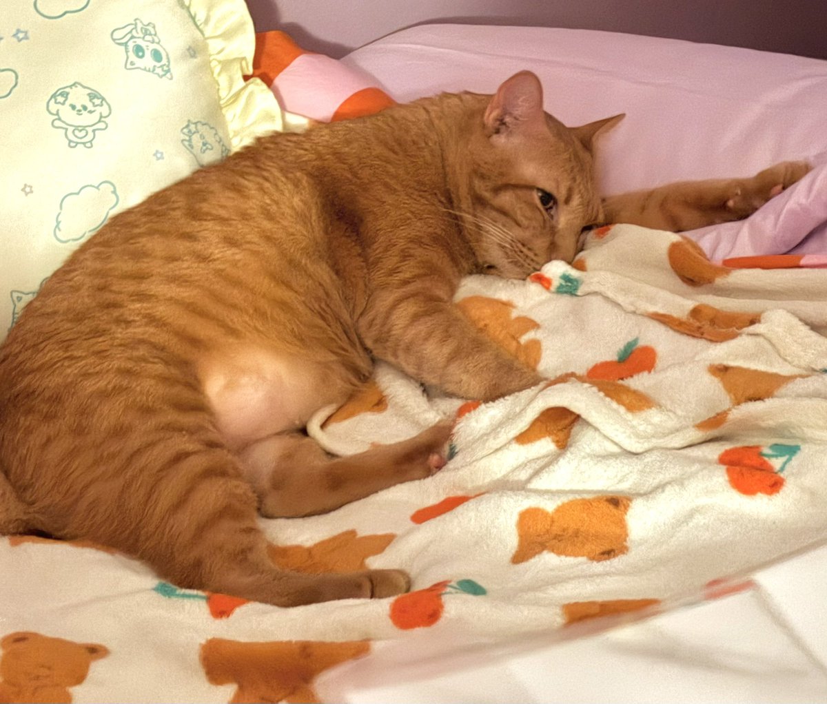 bigcatfactory's tweet photo. นอนคิดอะไร https://t.co/ocEC18MJa7