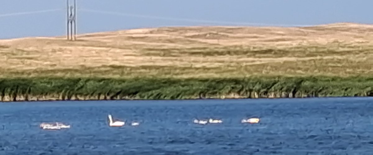 sallyjos's tweet photo. All eight cygnets still with us in the Trumpeter Swan brood on lake along Whipple Road north of Summit.  #sdbirds https://t.co/4hMSpEAdT5