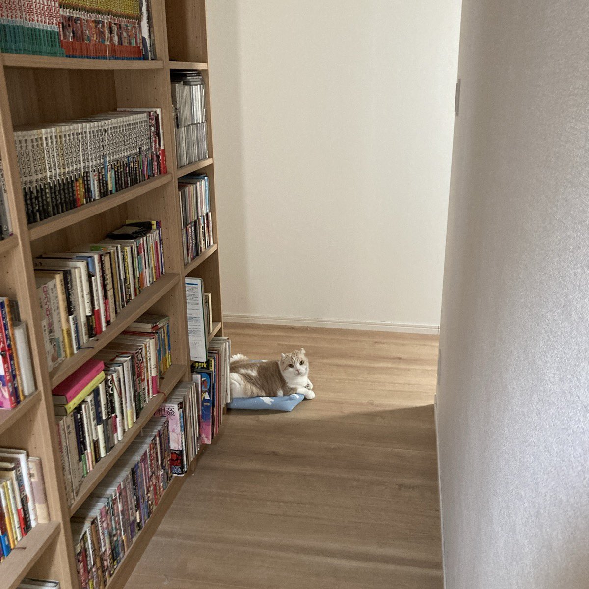 ogatanks's tweet photo. 湿度&amp;冷気をコントロールする猫🐈 https://t.co/nxO95rknkV