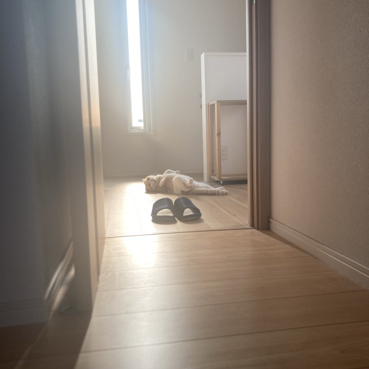 ogatanks's tweet photo. 湿度&amp;冷気をコントロールする猫🐈 https://t.co/nxO95rknkV
