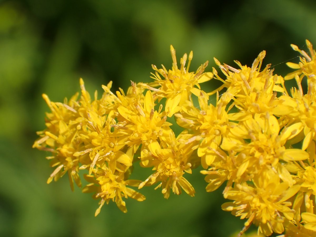 ochaochamatcha's tweet photo. 昨日の花～
（＊⌒▽⌒＊） https://t.co/Jkz81qk13T