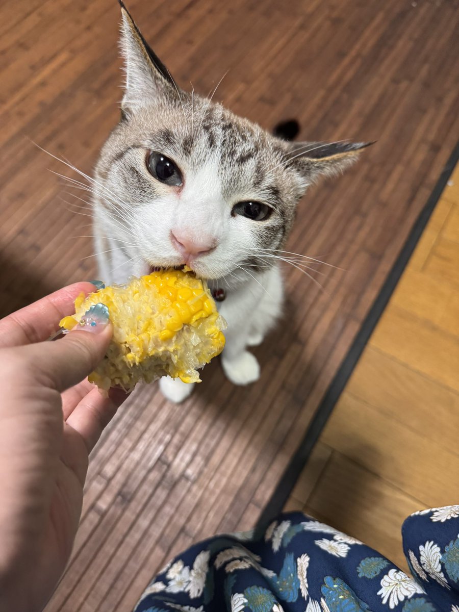 Mikann0907's tweet photo. もろこし好きな猫おる？ https://t.co/cN2AxrdoXT