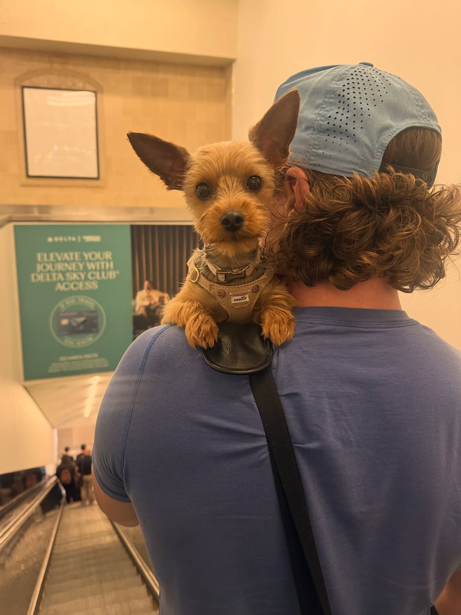 sharkssource's tweet photo. [ 📸 ] Tyler Toffoli stuns in the background of Stella Yorkie Toffoli’s pictures! https://t.co/0CD7TU4lAx