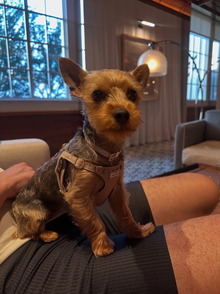 sharkssource's tweet photo. [ 📸 ] Tyler Toffoli stuns in the background of Stella Yorkie Toffoli’s pictures! https://t.co/0CD7TU4lAx
