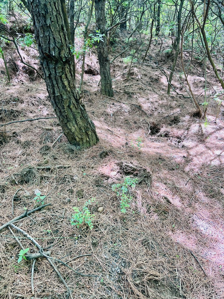 rarefiedgas's tweet photo. #Pine #needles #forest #sunshine #trees #mountains #hiking #outdoors #nature https://t.co/1O4hjIxo7S