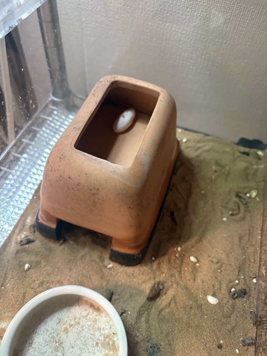 otacon_twr's tweet photo. 🥚産んどる〜
無精卵なのが勿体ない… 
本人はすごいドヤ顔で報告 https://t.co/CX4hQrUMx6