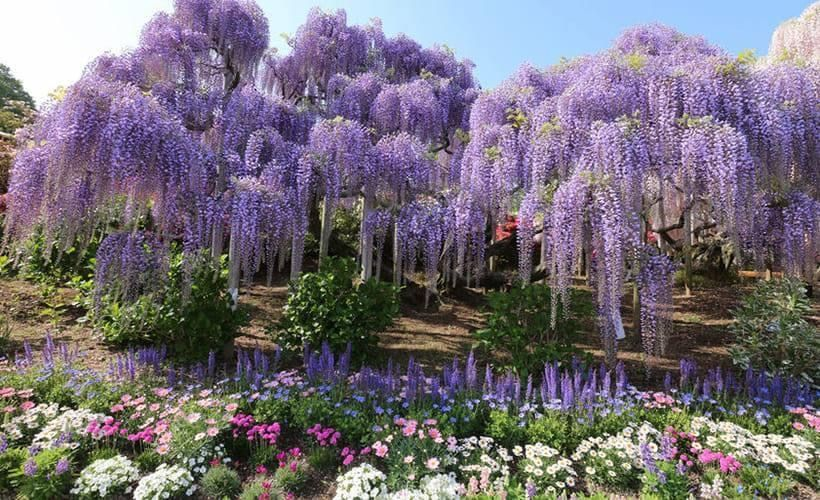 artindetails's tweet photo. japanese wisteria https://t.co/kXawKwkEBT