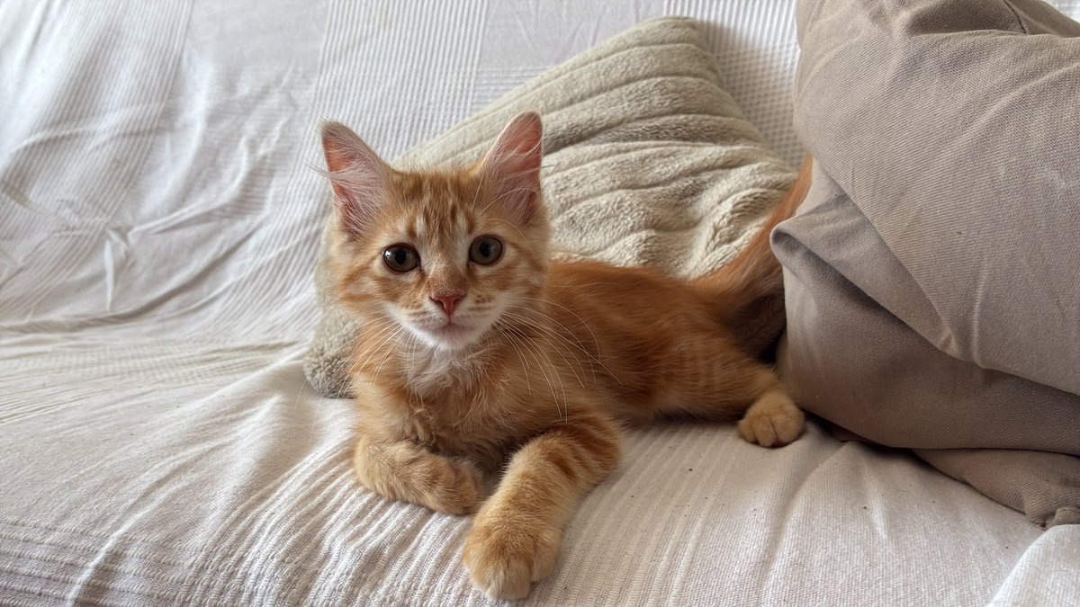 jordiackerman's tweet photo. Chilindrón the cat https://t.co/zNn1ck8fkE
