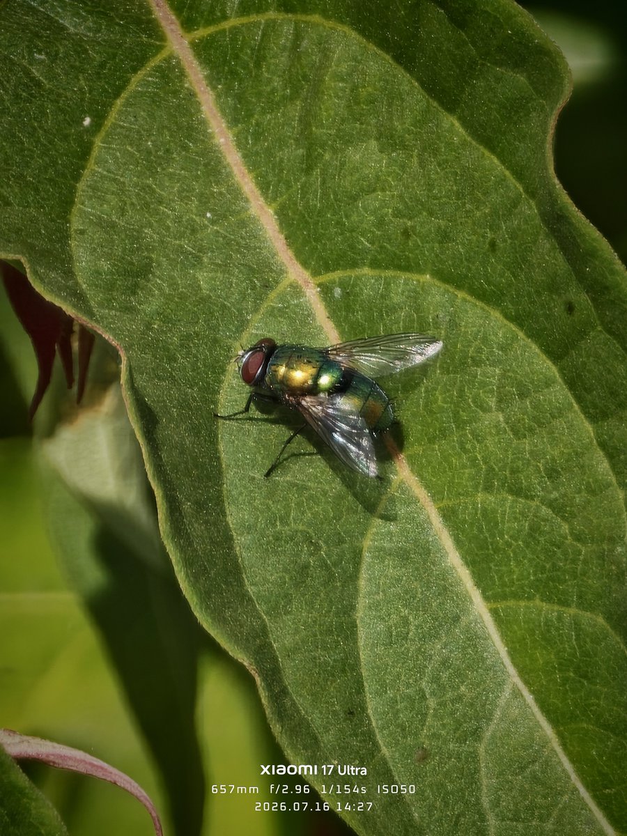 EireA24's tweet photo. @BluwuMac @iHateApplee Garbage?
Replicate this shot on your iPhone without AI processing as seen on the Xiamoi 17 Ultra. https://t.co/9qkLdRlNy6