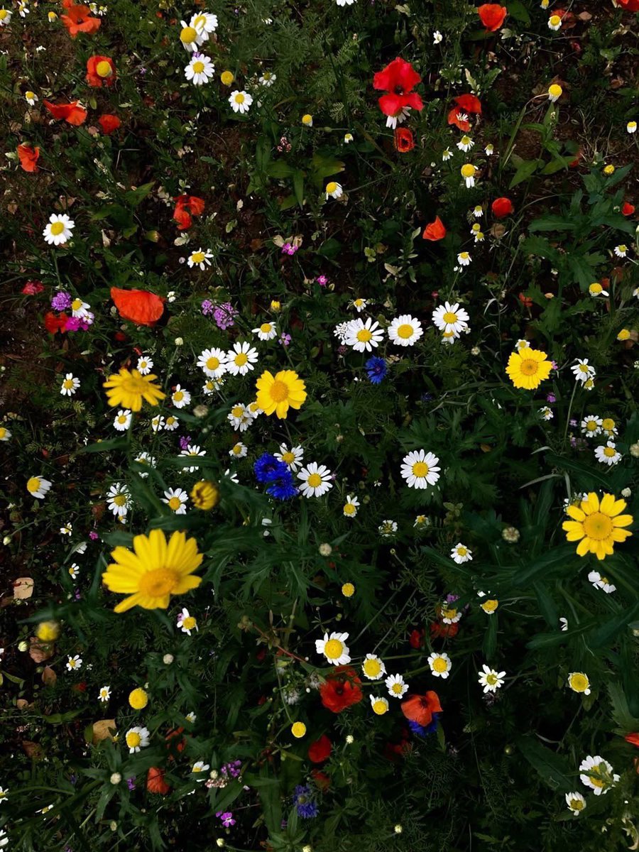 Pure_naturess's tweet photo. nothing is prettier than a flower field 🌺☘️🌸 https://t.co/BuayFs2aDY