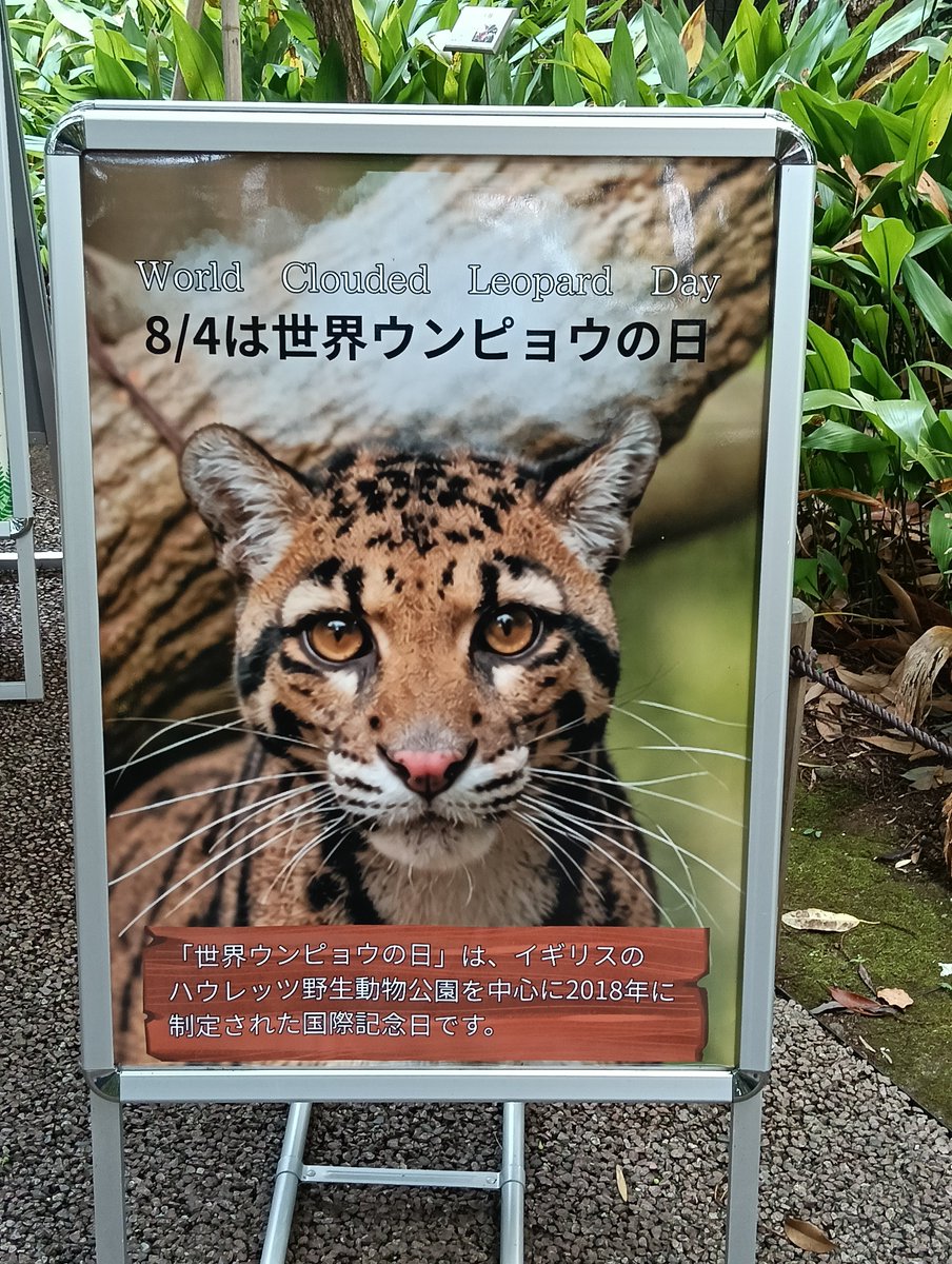 pandaba708's tweet photo. 8/4  

一日早いけど、世界ウンピョウの日

昨日のバックヤードツアー

スパイダーのお肉タイム

※最初警戒してなかなか来なかったけど、名前通りスパイダーぶりを発揮😁

#ズーラシア
#ウンピョウ
#雲豹
#スパイダー https://t.co/Y4ckWUKyll