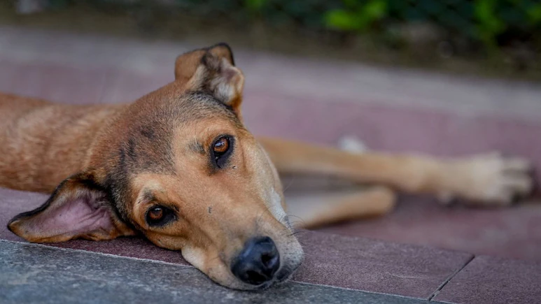 ndtv's tweet photo. No Pounds, No Killing: Delhi High Court Orders Sterilisation Camps For Stray Dogs
https://t.co/uvMuVtxGyz https://t.co/9gMUO8TF4O