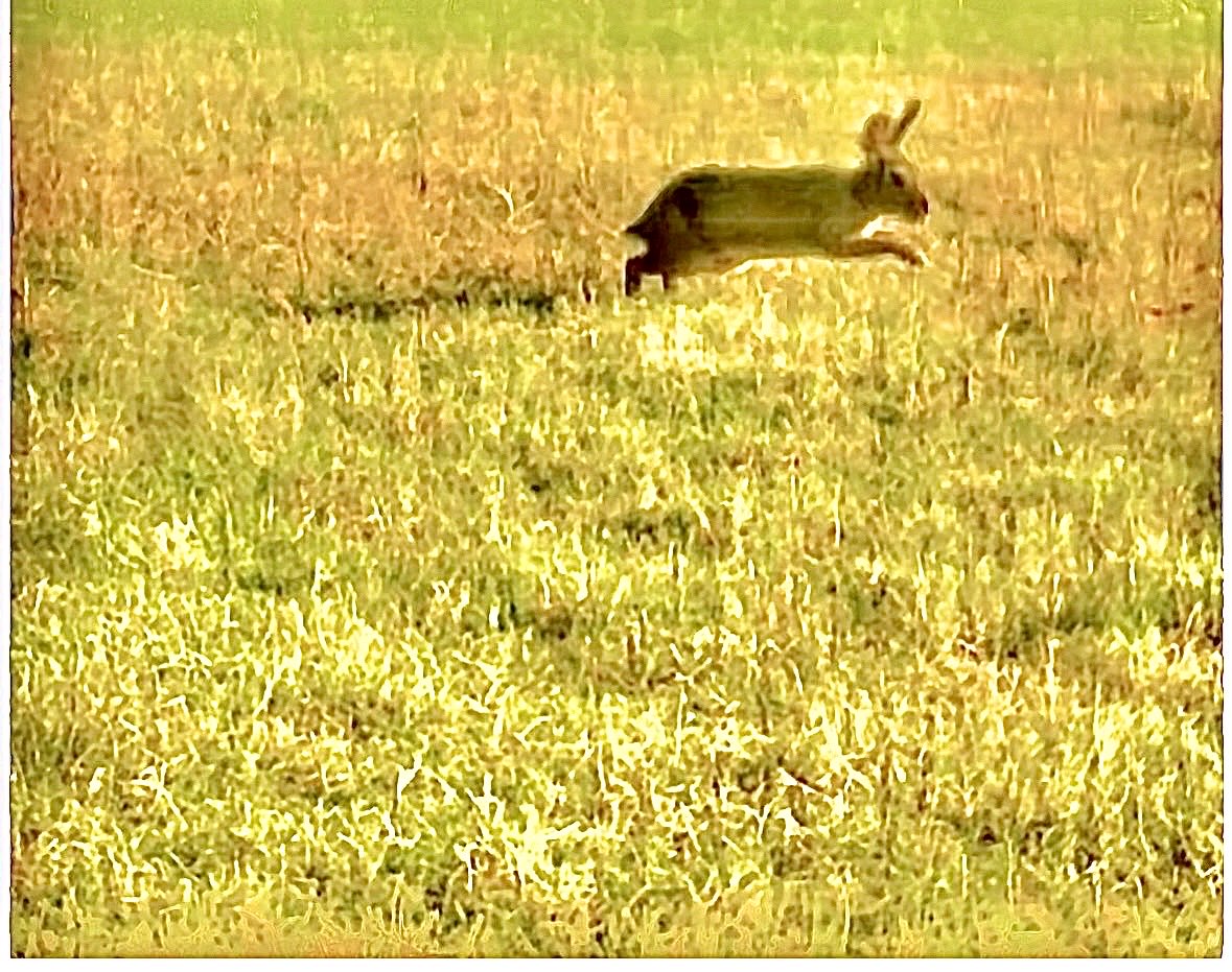 VelvetLensjbs's tweet photo. Dreamscape Bunny
#ArtPhotography #Photography https://t.co/sDyCg3XAWP