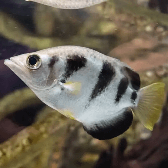 OddWildlife's tweet photo. THIS FISH SHOOTS INSECTS OUT OF THE AIR WITH WATER

The Archerfish has perfected one of the most precise hunting methods in nature.

It compresses water with its gills and fires a powerful jet from its mouth, knocking insects off branches above the surface.

Even more impressive, it automatically corrects for the way light bends between water and air — allowing it to hit targets with remarkable accuracy from several body lengths away.

A living sharpshooter beneath the surface.