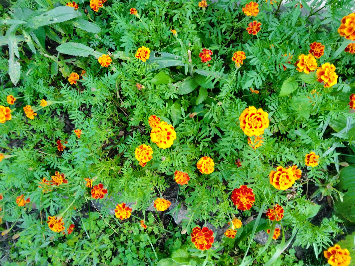 klaverly's tweet photo. buried in the fields under the marigolds
la flor de la vida https://t.co/iGAkbGhdK4