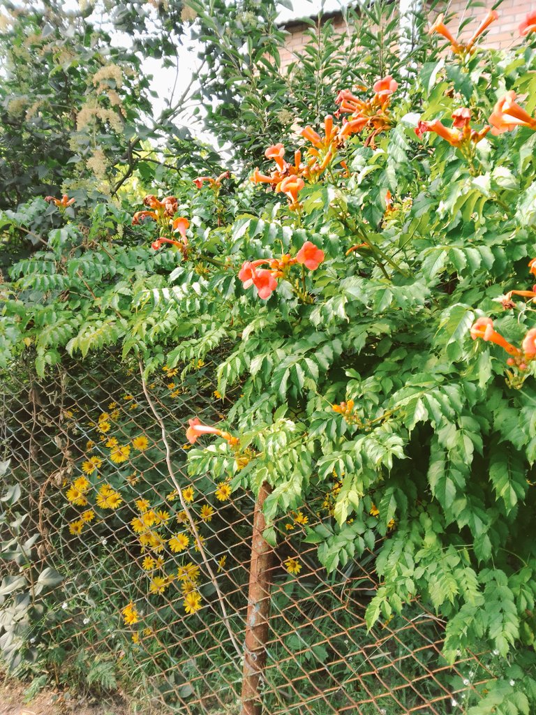 klaverly's tweet photo. buried in the fields under the marigolds
la flor de la vida https://t.co/iGAkbGhdK4