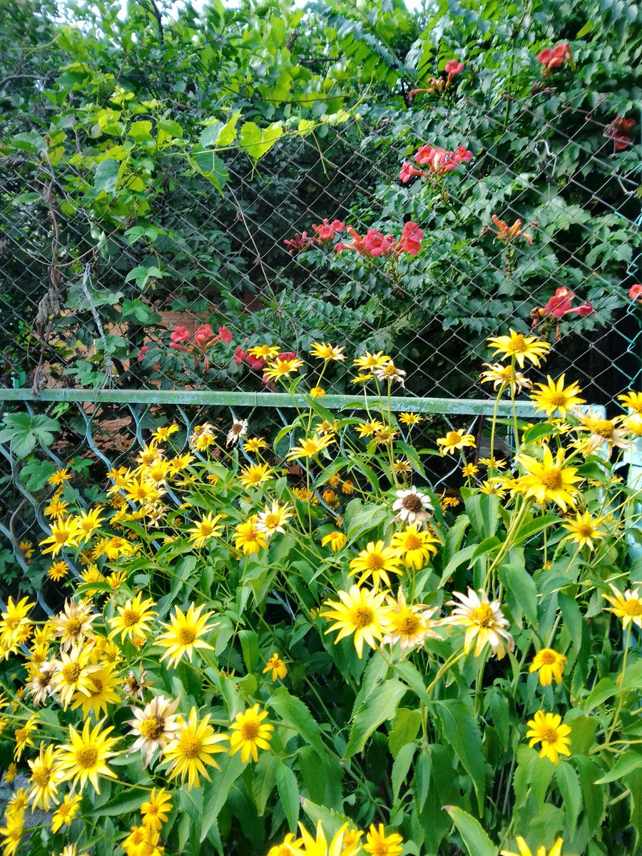 klaverly's tweet photo. buried in the fields under the marigolds
la flor de la vida https://t.co/iGAkbGhdK4