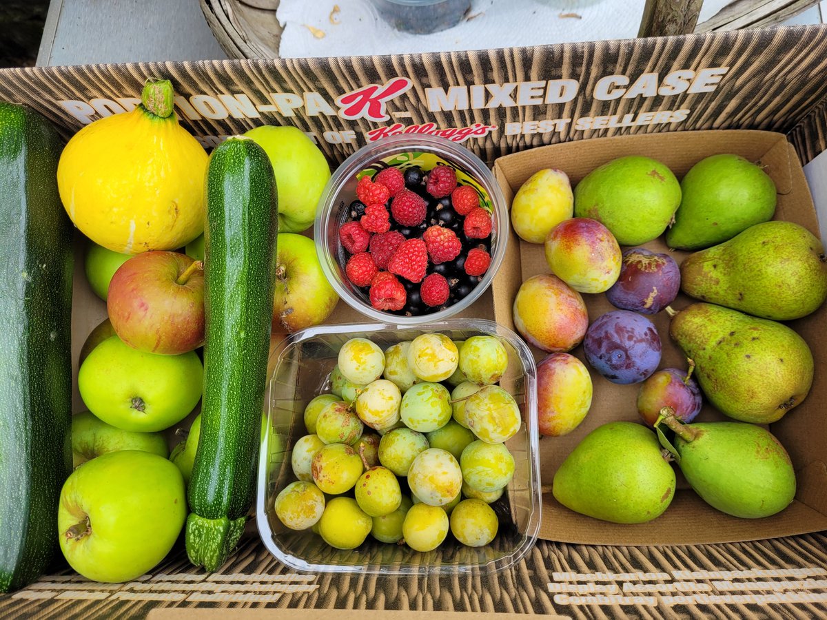 dovecotenursery's tweet photo. Latest fruit and veg boxes on our table 😀 today 😀😋#anglesey #local #seasonal #chef https://t.co/VMIEEzPkim