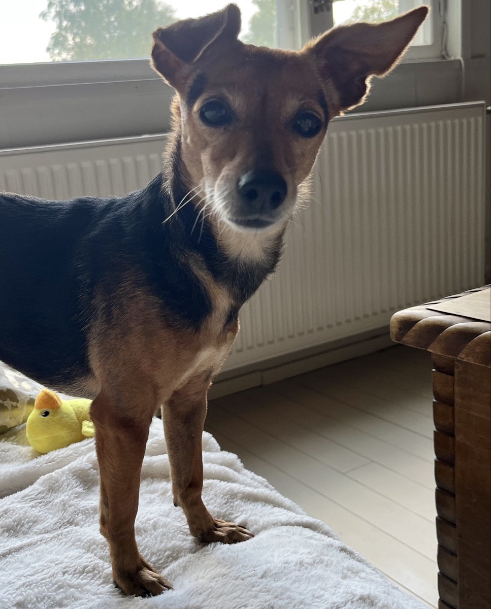 JohannaHellste2's tweet photo. Mentiin oikein junalle vastaan puolisoa. Voi sitä riemun päivää, kun koira tunnisti isännän! ❤️ Riemu oli tietysti molemminpuoleista. #hera https://t.co/JQOaDkH1KL