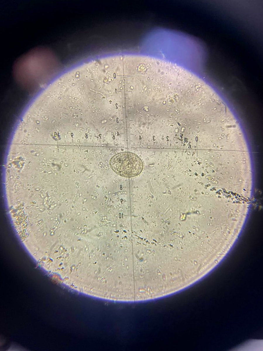 Rafacmfx's tweet photo. Week 1: First rotation parasitology and microbiology 
#summertraining https://t.co/kiimAIhQ1y