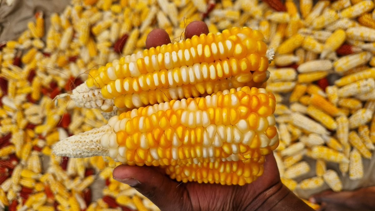 The_Organic_Guy's tweet photo. Got my indigenous maize harvest as well. 

They actually did very well relative to the plot I planted them.

Slowly growing my indigenous seed bank. https://t.co/1Z1v09ZIGA