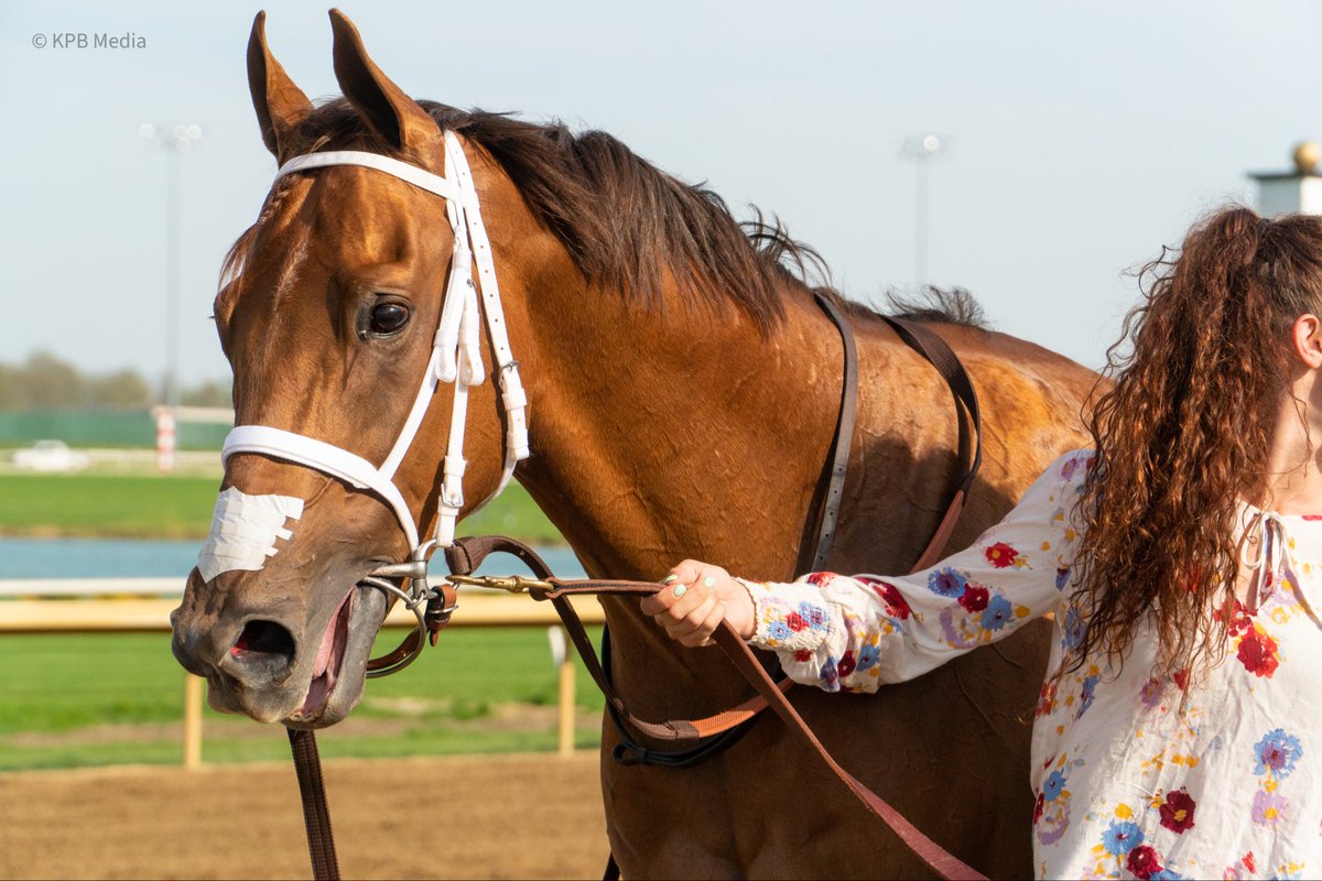 TOBAIndiana's tweet photo. ⭐️ Indiana-bred Spotlight: Run Away Rojo ⭐️

Read about this two-time stakes winner bred by Sharon Dodgen &amp; Barak Farm and owned by @westpointtbred and James Nichols. https://t.co/67SwXK22ML